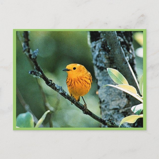 Cartão Postal Male Yellow Warbler (Frente)