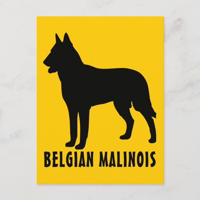 Cartão Postal Malinois belgas (Frente)