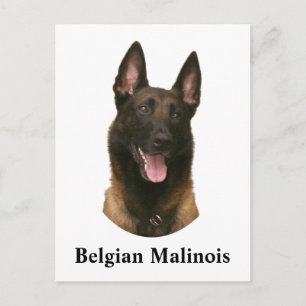 Cartão Postal malinois belgas
