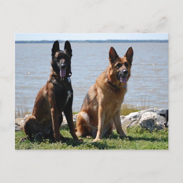 Cartão Postal Malinois belgas e German shepherd (Frente)