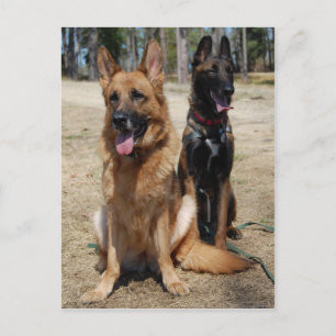 Cartão Postal Malinois belgas e German shepherd