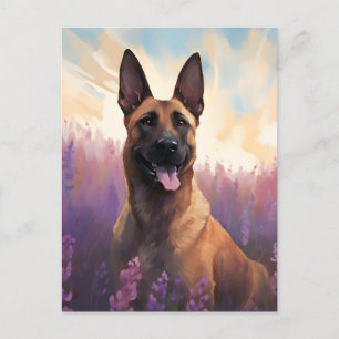Cartão Postal Malinois belgas no campo da Lavanda