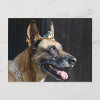 Cartão Postal Malinois (Hund) mit Blaumeise