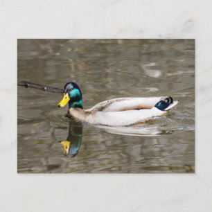 Cartão Postal Mallard