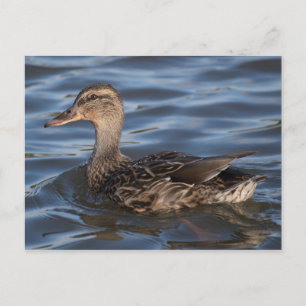 Cartão Postal Mallard