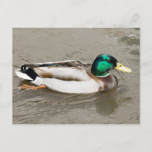 Cartão Postal Mallard