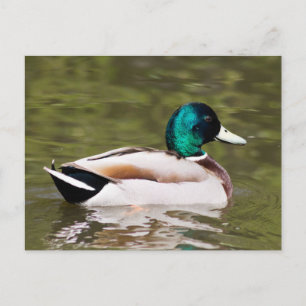 Cartão Postal Mallard