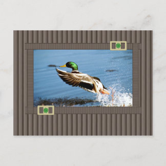 Cartão Postal Mallard