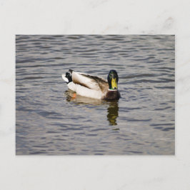 Cartão Postal Mallard Drake