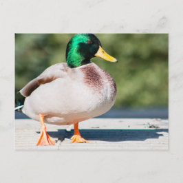 Cartão Postal Mallard Drake