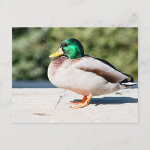 Cartão Postal Mallard Drake