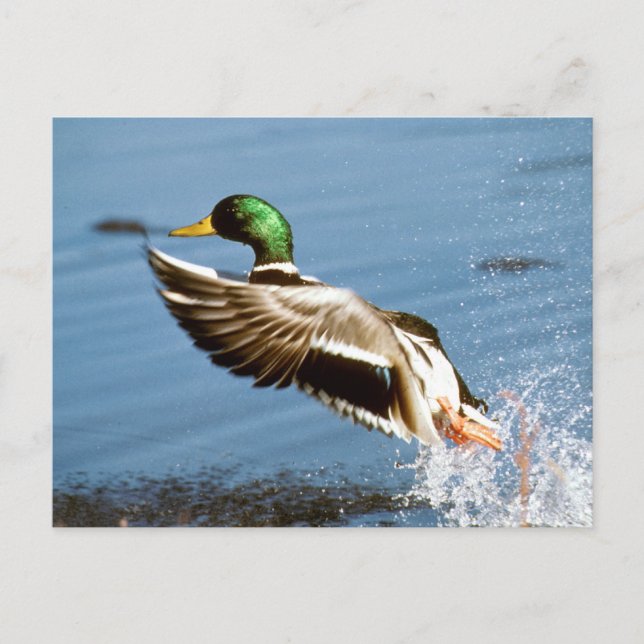 Cartão Postal Mallard Drake Duck (Frente)