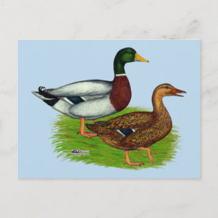 Cartão Postal Mallard Drake e Duck
