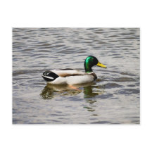 Mallard Duck