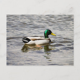 Cartão Postal Mallard Duck