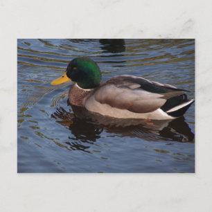 Cartão Postal Mallard Duck