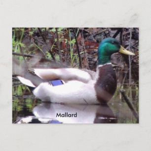 Cartão Postal Mallard Duck