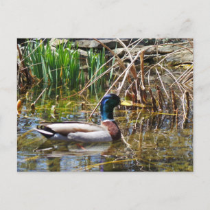 Cartão Postal Mallard Duck