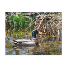 Mallard Duck