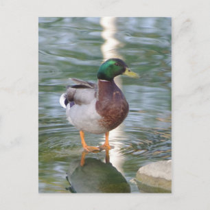 Cartão Postal Mallard Duck