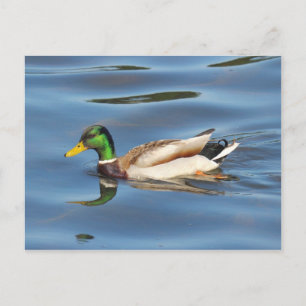 Cartão Postal Mallard Duck