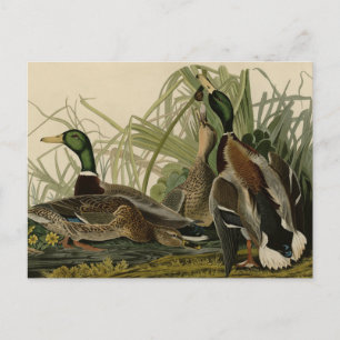 Cartão Postal Mallard Duck do Pássaro da América de Audubon