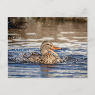 Cartão Postal Mallard Duck em Downing Park