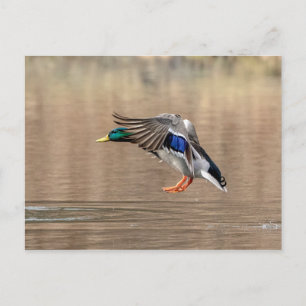 Cartão Postal Mallard Duck em voo