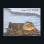 Cartão Postal Mallard Duck Photo Postcard<br><div class="desc">Mallard Duck Photo Postcard</div>