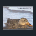 Cartão Postal Mallard Duck Photo Postcard<br><div class="desc">Mallard Duck Photo Postcard</div>