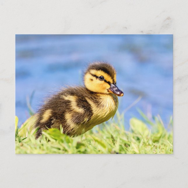 Cartão Postal Mallard Duckling (Frente)