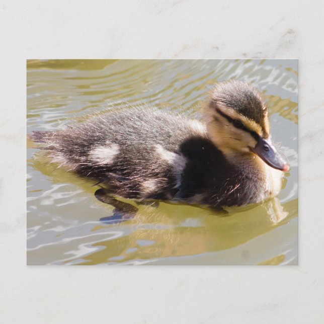Cartão Postal Mallard Duckling (Frente)