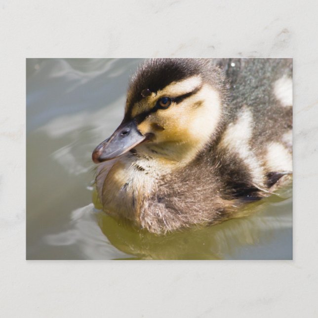 Cartão Postal Mallard Duckling (Frente)