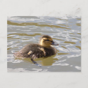 Cartão Postal Mallard Duckling