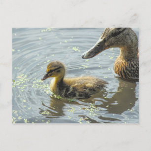 Cartão Postal Mallard Duckling com sua mãe,