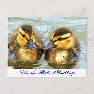 Cartão Postal Mallard Ducklings