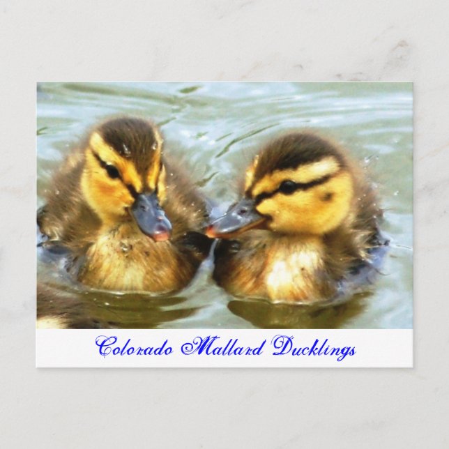 Cartão Postal Mallard Ducklings (Frente)