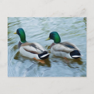 Cartão Postal Mallard Ducks