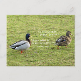 Cartão Postal Mallard Ducks com Cartão-Postal Africano do Provér