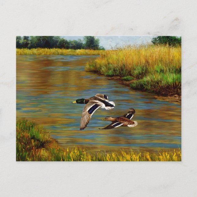 Cartão Postal Mallard Ducks Voando Sobre Pond (Frente)