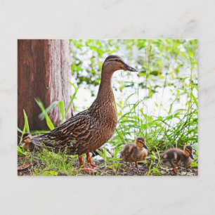 Cartão Postal Mallard e Ducklings por Shirley Taylor