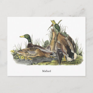 Cartão Postal Mallard, John Audubon