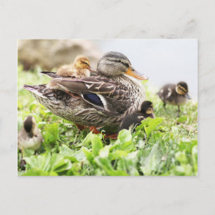 Cartão Postal Mallard, Mulher, Cercada Por Dutos