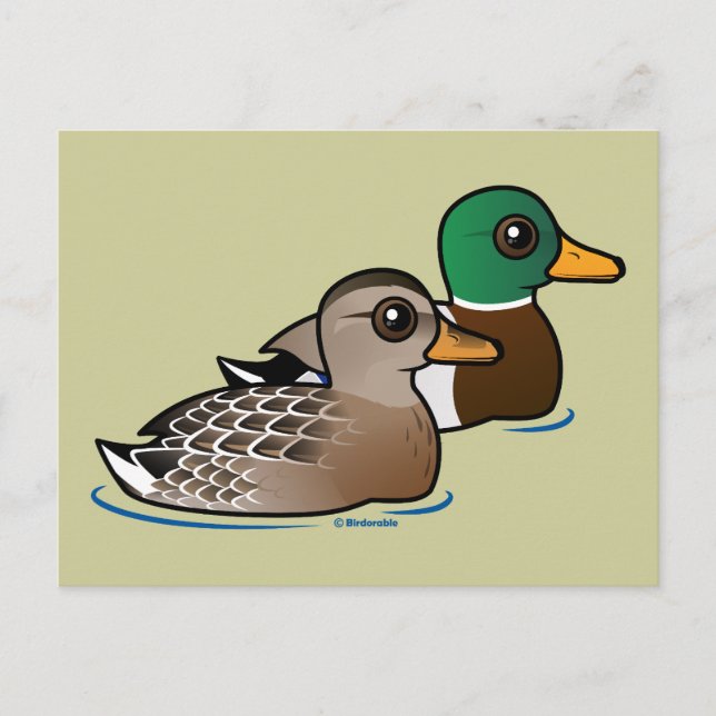 Cartão Postal Mallard Pair (Frente)