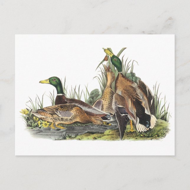 Cartão Postal Mallard por Audubon (Frente)