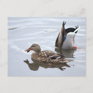 Cartão Postal Mallards No Cartão-Postal Pond