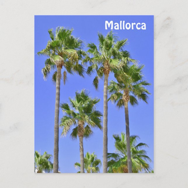 Cartão Postal Mallorca Palm Trees (Frente)