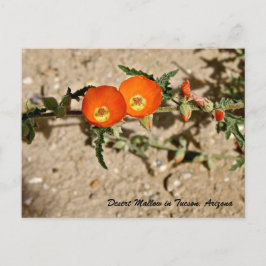 Cartão Postal Mallow do Deserto Laranja em Tucson, Arizona