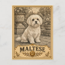 Maltês, Cachorro de Herança Vintage
