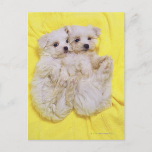 Cartão Postal Maltês Dog; é uma pequena raça de cães brancos que